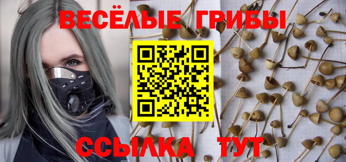 Псилоцибиновые грибы Cubensis Саранск