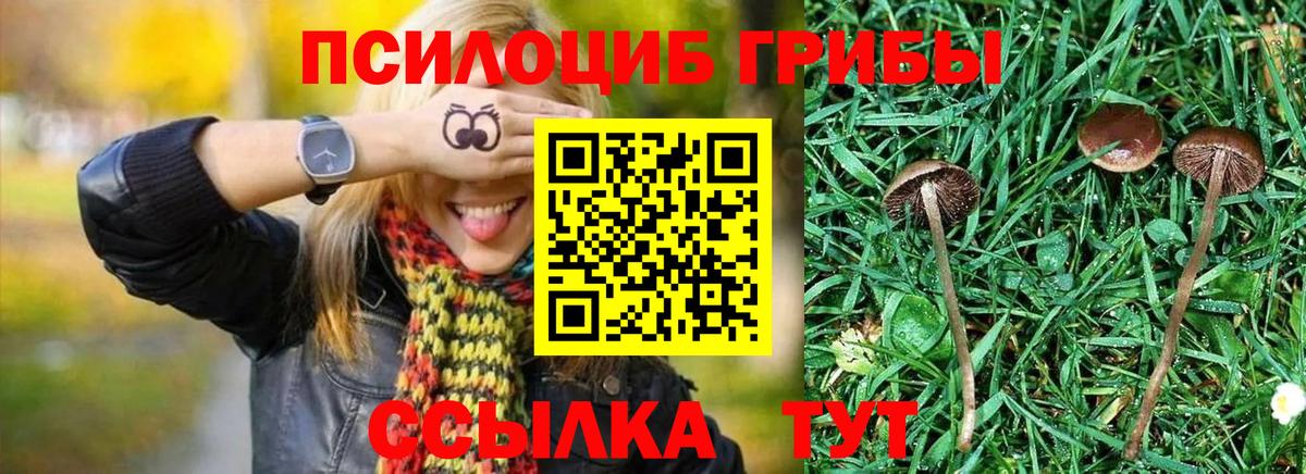 Псилоцибиновые грибы мицелий  Вход с VPN  Галлюциногенные грибы Psilocybe  Саранск 